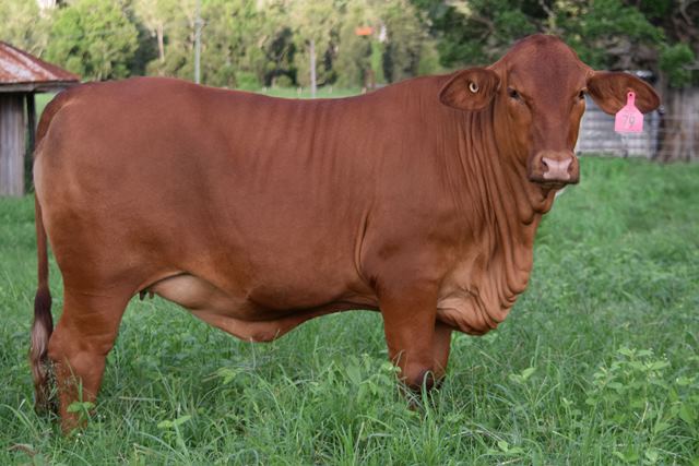 Bryvonlea Indianah